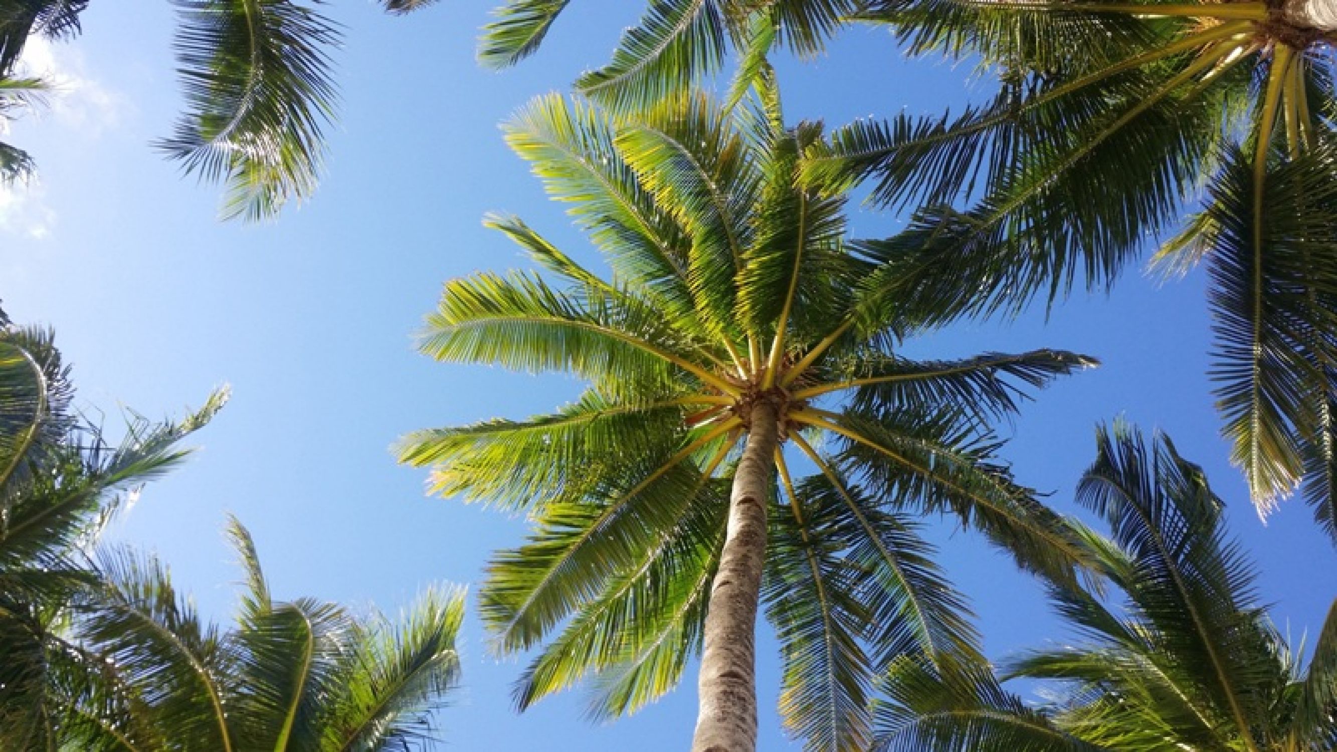 Duschrückwand "Palm tree"